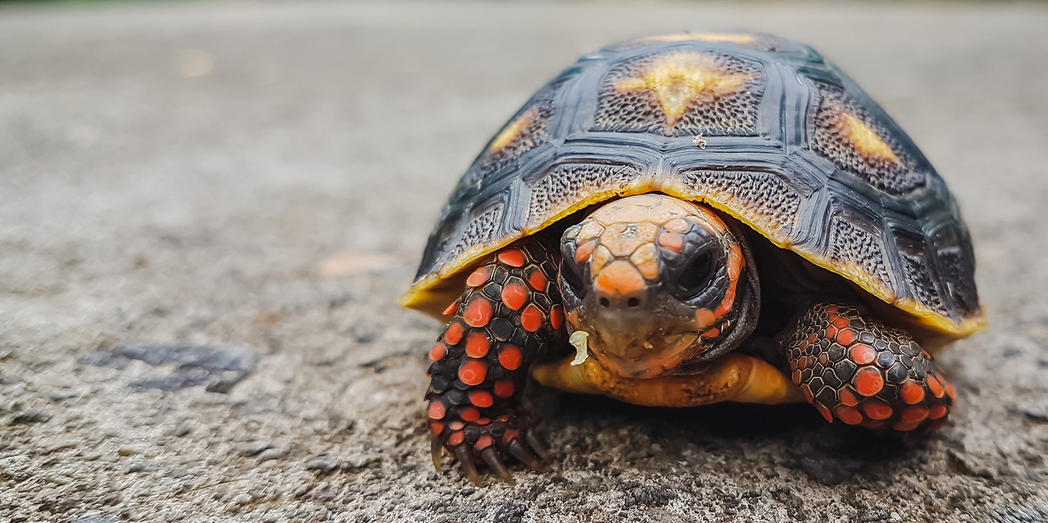 Turtle on road